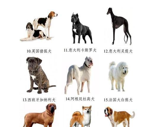 英国猎狐犬的养护指南（如何正确饲养和训练你的猎狐犬）