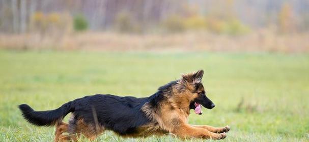 德国牧羊犬的饲养指南（建立忠诚的友谊，营造健康的生活）