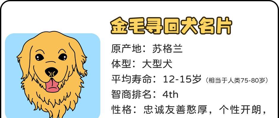 如何科学饲养金毛犬（细节决定一切，从健康开始）