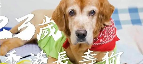 如何科学饲养边境牧羊犬（以健康、快乐、成长为目标，掌握关键技巧）