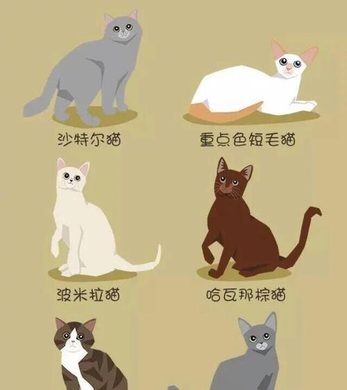 以重点色短毛猫为主题的饲养指南（如何给重点色短毛猫提供最佳护理）