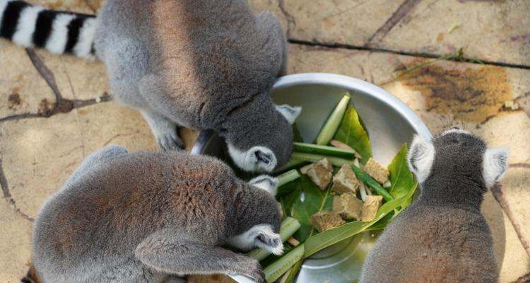 如何饲养健康可爱的狐猴？（掌握正确的喂食、生活习惯和健康管理方法，让它快乐成长）