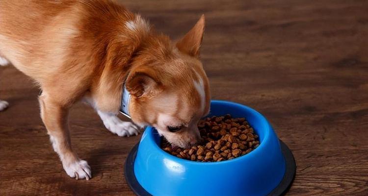 贝生吉犬的饲养指南（了解贝生吉犬的特点，打造健康幸福的生活）