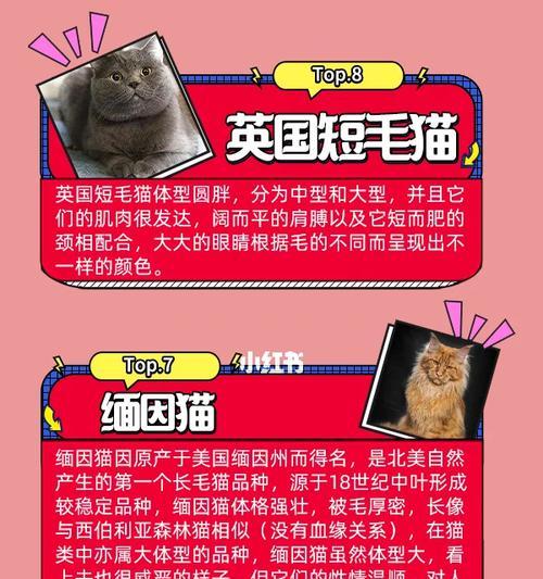 伯曼猫的饲养方法（打造幸福的伯曼猫之家）