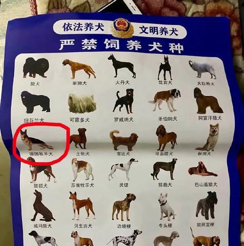 金毛犬的饲养方法（打造快乐健康的金毛宝宝）