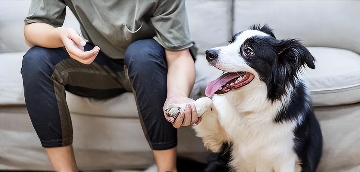 边境牧羊犬的饲养方法（全面掌握边境牧羊犬的饲养技巧，打造健康快乐的宠物生活）