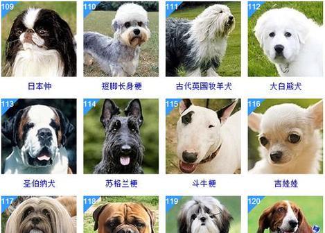 宠物金毛犬的饲养方法（打造健康快乐的金毛犬生活）