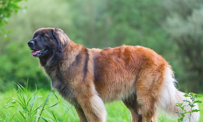 兰伯格犬的饲养方法（全面了解如何照顾你的兰伯格犬）