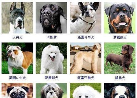 金毛犬的饲养方法（打造健康快乐的金毛犬生活）