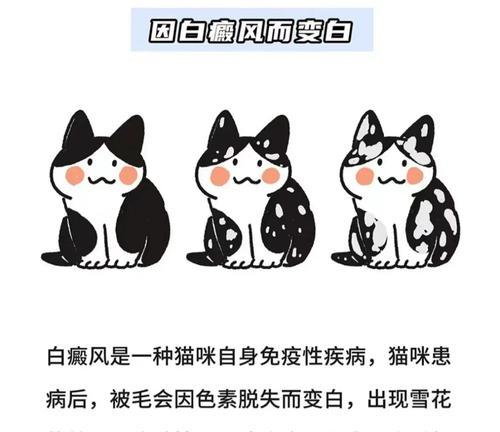 喜马拉雅猫的饲养指南（打造健康快乐的喜马拉雅猫生活）