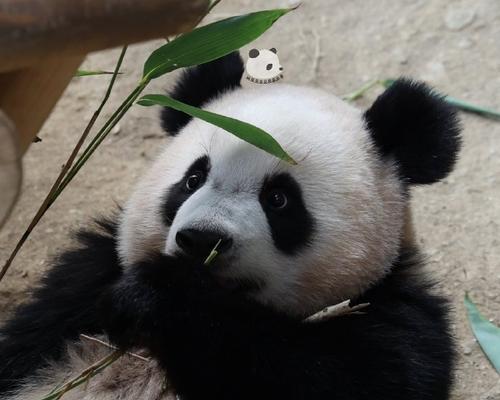 熊猫仓鼠的饲养方法（萌宠小生命，爱心呵护从饲养开始）