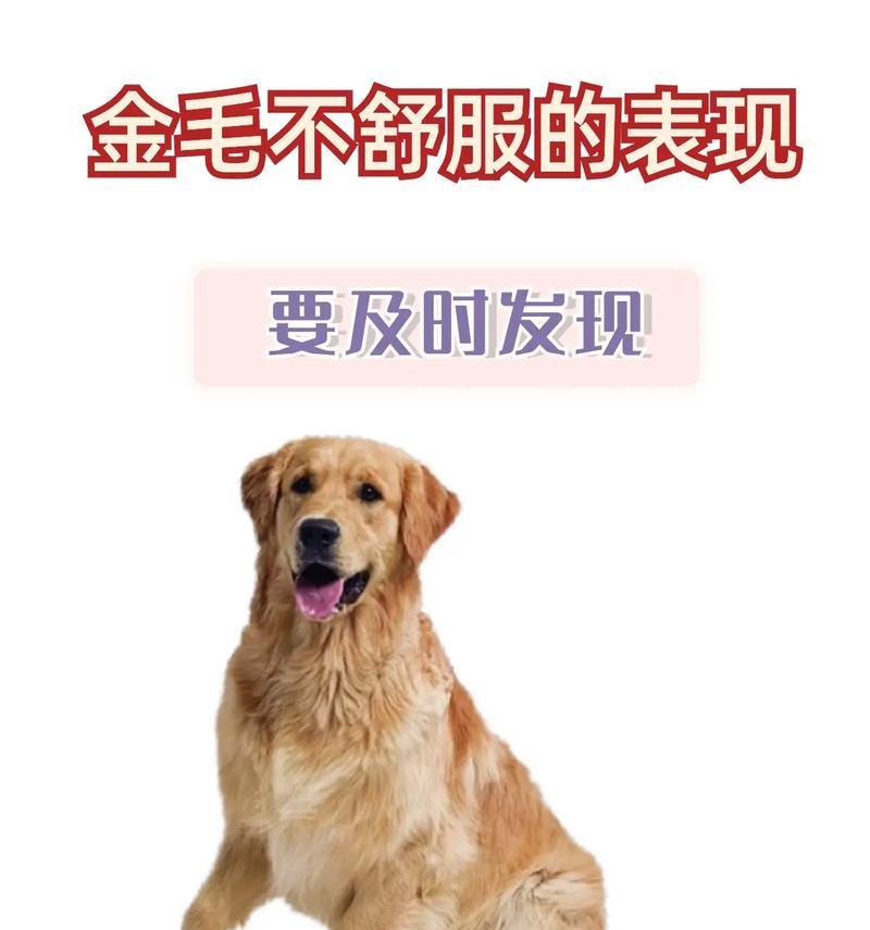 如何科学饲养金毛犬（从饮食、锻炼、训练到日常护理，全面解析金毛犬的健康成长）