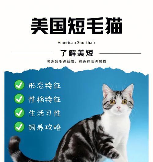 重点色短毛猫的饲养方法（为你的爱猫提供全面的护理指南）