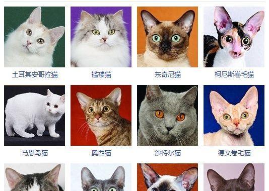 土耳其安哥拉猫的全面饲养指南（以宠物为主的土耳其安哥拉猫饲养技巧和注意事项）