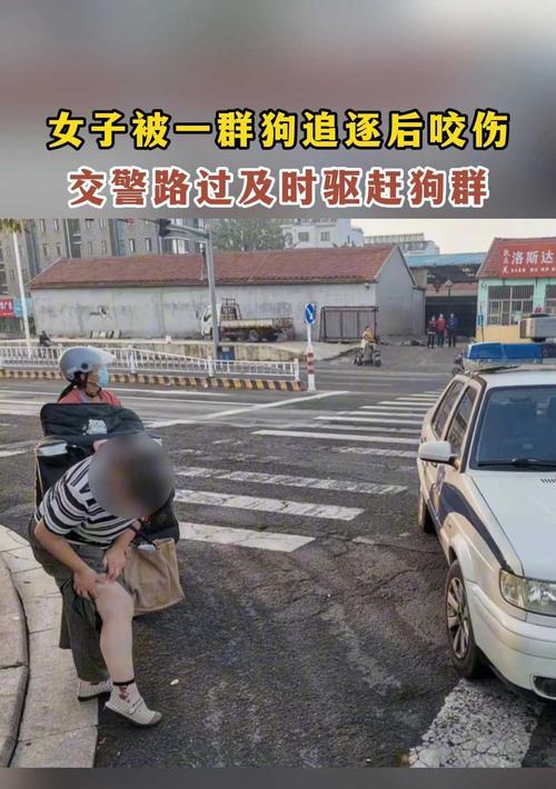 如何防止宠物狗追逐人（有效方法让你的狗狗停止追人）