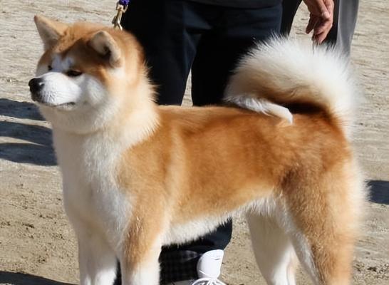 了解秋田犬——日本古老犬种的骄傲（以宠物为主，认识秋田犬的基本知识）