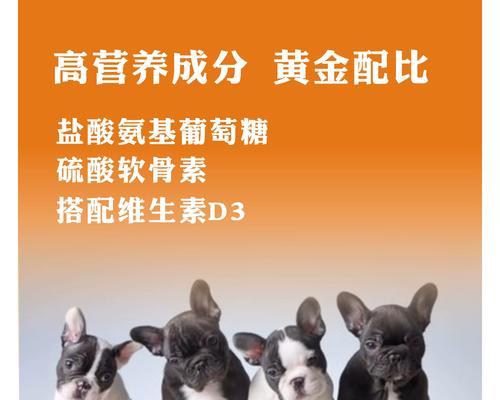 保护宠物恶霸犬关节的方法（关注犬类健康，提高宠物养护质量）