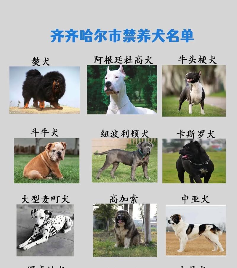 伯恩山犬的饲养指南（如何照顾一只健康的伯恩山犬）