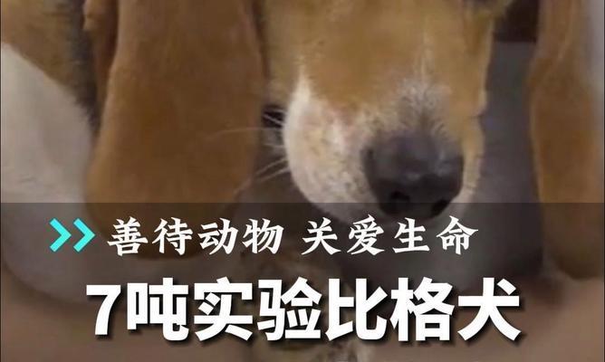 比格犬的饲养方法（打造幸福比格家庭）