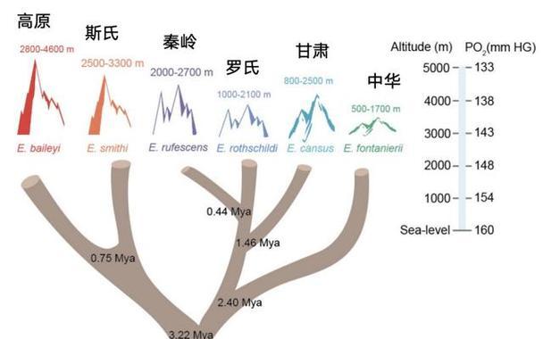 秦岭鼢鼠的宠物养护指南（掌握饲养技巧，让可爱的小家伙健康快乐成长）