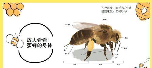 如何正确饲养柽柳沙鼠？（学习科学养殖方法，让宠物健康成长）