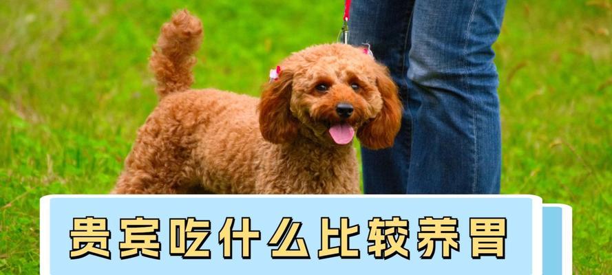 泰迪犬最爱吃的八种食物（为狗狗健康选择，这些食物最合适！）