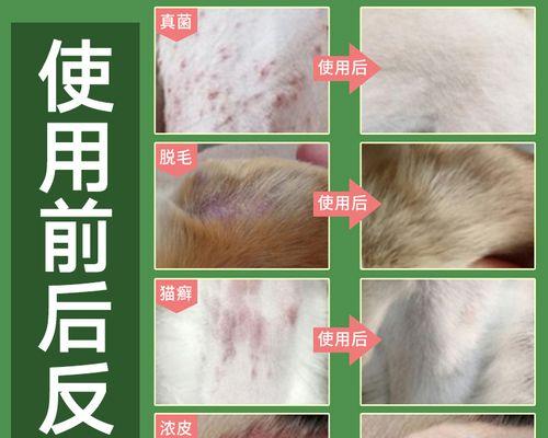 猫湿疹的原因及预防措施（宠物猫患湿疹的常见原因和如何预防）