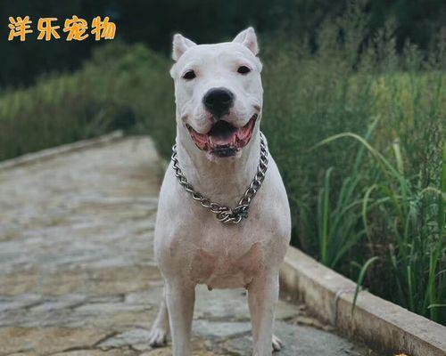 纯种杜高犬的价格及判断标准（纯种杜高犬的市场行情与评估方法）