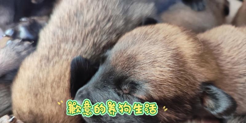 马犬的喂养宝典（以科学的方法给马犬提供均衡的饮食）