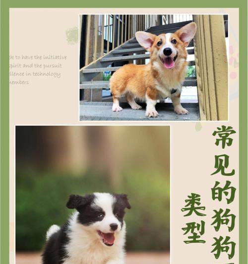 选择适合公寓饲养的犬种（五种适合公寓饲养的狗狗及其特点）