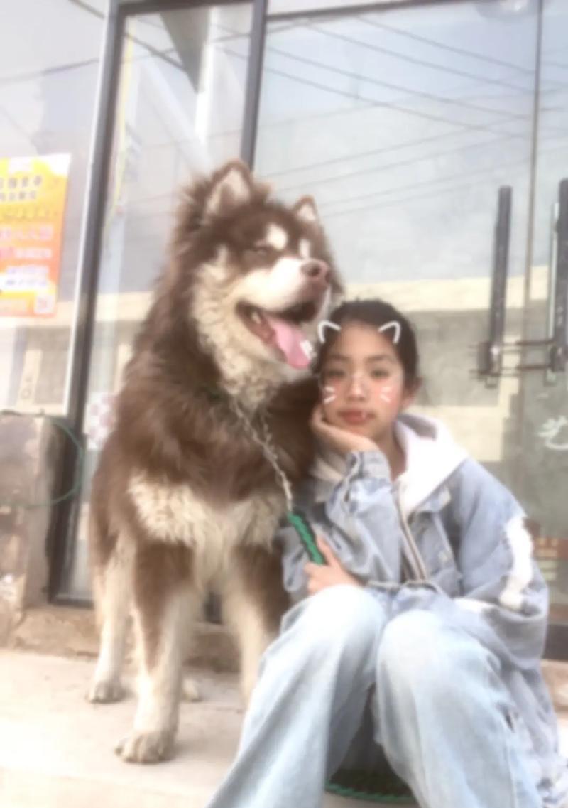 阿拉斯加犬拉肚子的调理方法（有效处理阿拉斯加拉稀的关键步骤及注意事项）