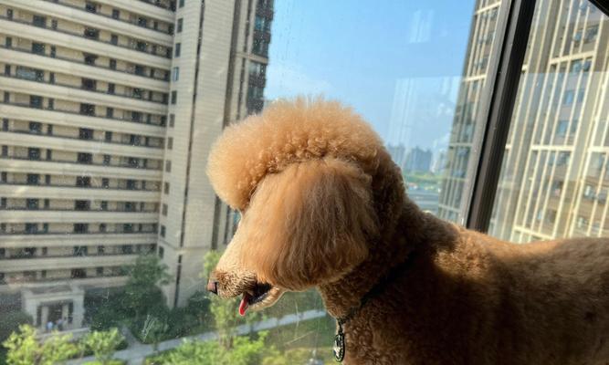 让贵宾犬毛发不打结的5个必备知识（如何正确梳理贵宾犬的毛发，让它始终保持顺滑）