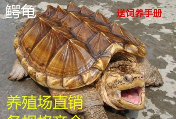 如何养护鳄龟？（简单实用的鳄龟饲养方法）