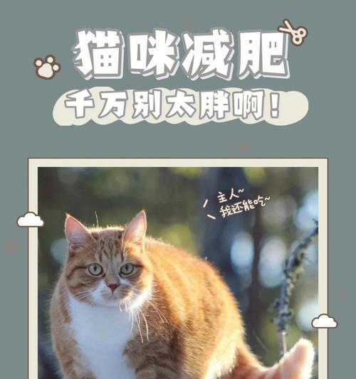 以想给猫咪自由就扔了它？反思人类对待宠物的责任（残忍的行为让宠物付出生命代价）