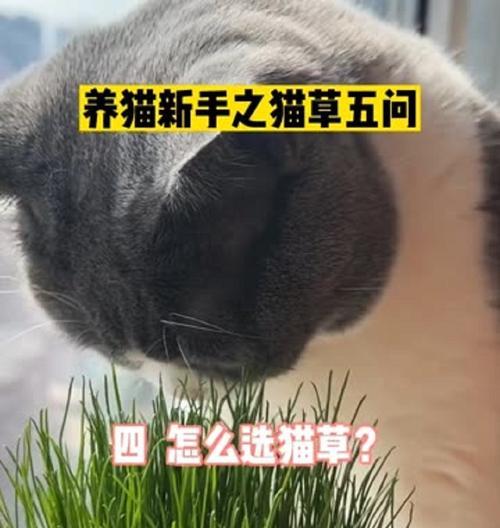 猫咪为什么会吃草？（探索猫咪吃草的原因和好处）