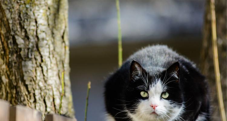 不建议养黑猫的原因及相关考虑（迷信观念和特殊需求导致的偏见与误解）