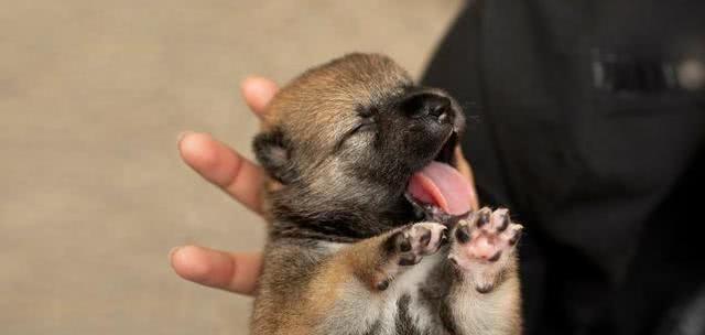 新生幼犬护理（从照顾到培养，了解如何照料刚出生的狗狗）