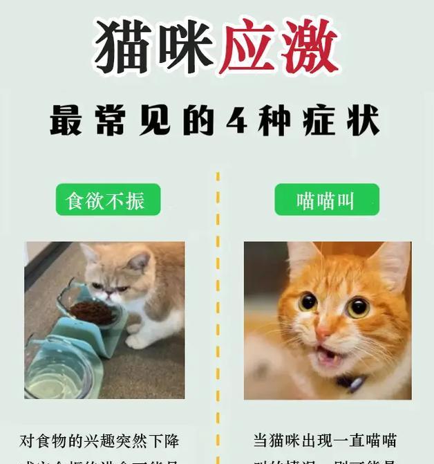 猫咪临终时为何选择离开家（探究猫咪离开家临终的原因与现象）