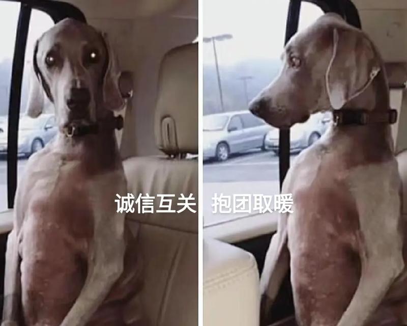 为什么狗狗喜欢跟着你上厕所？（探索狗狗迷惑行为背后的原因）