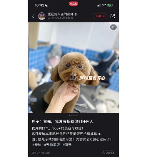 DIY泰迪犬美容（了解如何为泰迪犬提供美容护理，让您的宠物更加迷人和健康。）