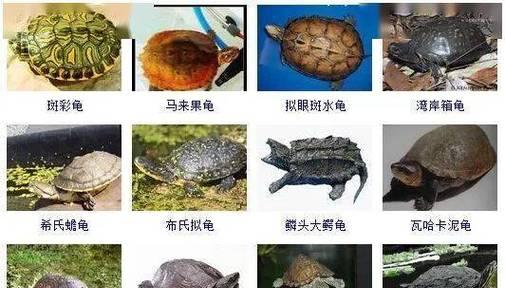 乌龟的年龄如何鉴定？四种方法详解（探究乌龟年龄的独特方法，让你轻松判定宠物乌龟的年纪）