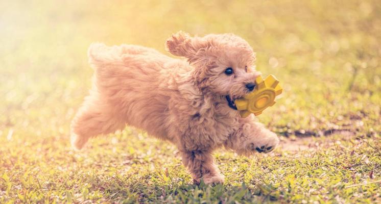 泰迪犬（探寻泰迪犬在宠物界的受欢迎原因）