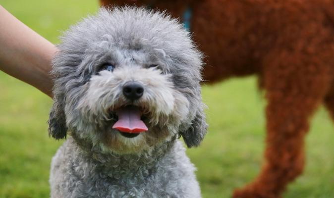 贵宾犬的健康喂养指南（以狗狗特点为基础，打造一个健康成长的贵宾犬）