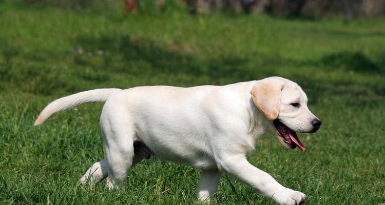 纯种拉布拉多犬的特征（了解纯种拉布拉多犬的外貌、性格和健康）