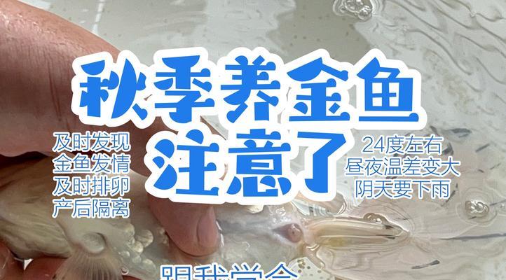 如何选择适合金鱼蹭蹭长的食物？（从这四种食物中挑选出最佳选择！）