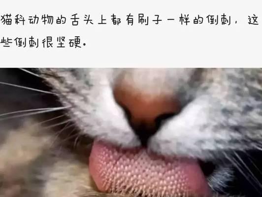 猫科鱼类喂养方法（掌握正确的喂食鱼类，保证猫咪的健康）