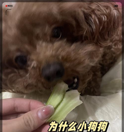 狗狗的营养更均衡，多给这几种蔬菜（丰富营养，提升宠物狗狗的健康）