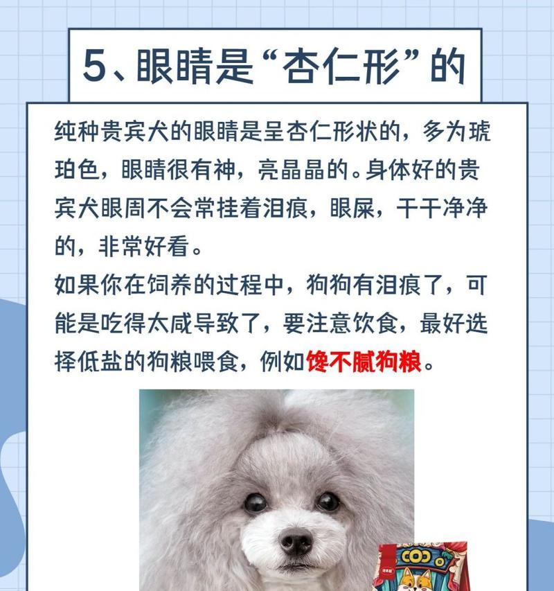 纯种贵宾犬的特征之探索（挖掘你家狗狗的纯种贵宾犬特征）