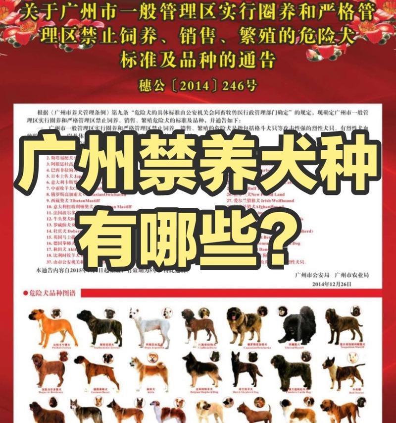 经济实惠又适合养宠的犬种推荐大全（大众宠物市场畅销的15种养狗首选）