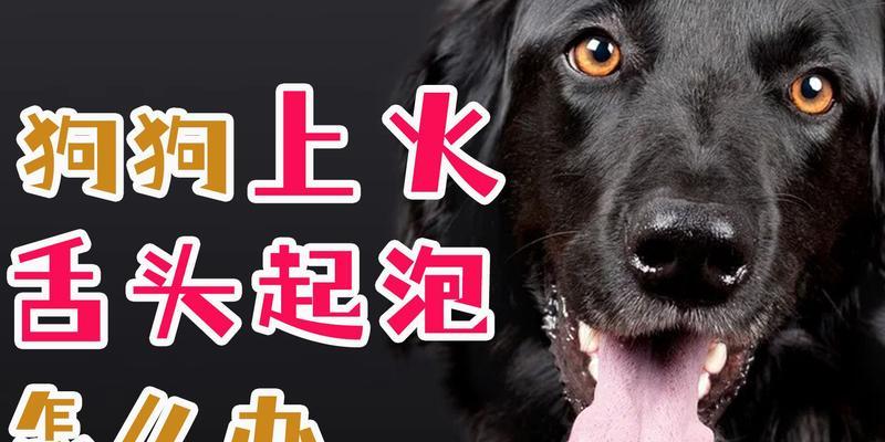 探索普安特兽药的功效与作用（为你的爱犬提供全面的保健与治疗）